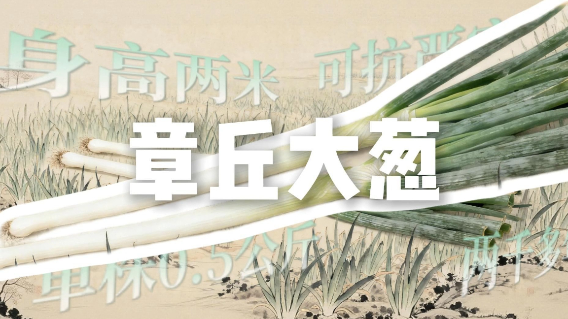 章丘大葱特辑｜两千多年匠心栽培造就“葱中之王”，地道新鲜产地直达