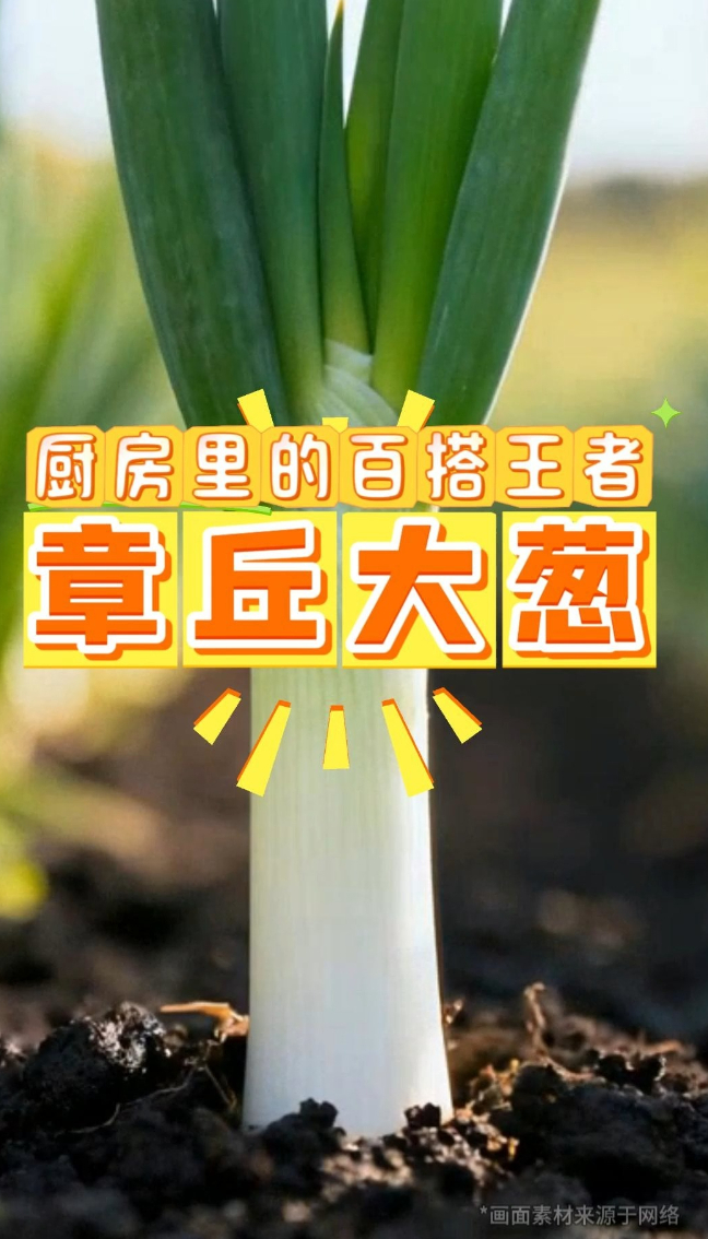 章丘大葱特辑｜厨房里的百搭王者！把章丘大葱吃出高级感