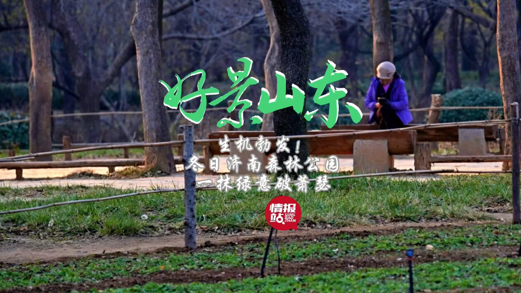 果然视频·好景山东|生机勃发！冬日济南森林公园一抹绿意破萧瑟