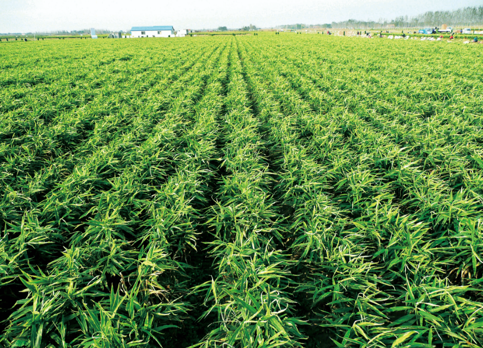 从“种好菜”到“供全球”——安丘打造“世界菜篮子”的启示