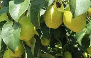 止咳润肺吃蒸梨？专家：吃错了会加重症状