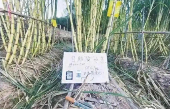 “偷”系营销风，模糊了道德边界