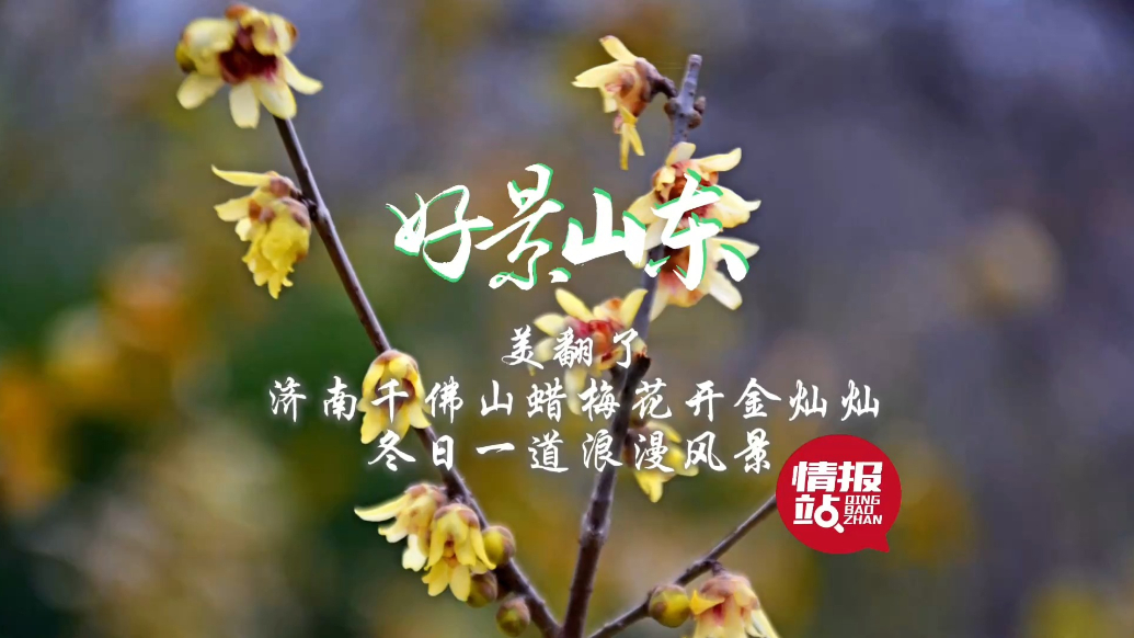 果然视频·好景山东|千佛山蜡梅花开金灿灿，冬日一道浪漫风景！