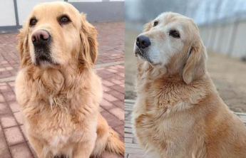 4只退役军犬招募领养，几千个“温暖的家”争相申请