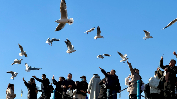 专题丨追鸥逐浪 冬游青岛
