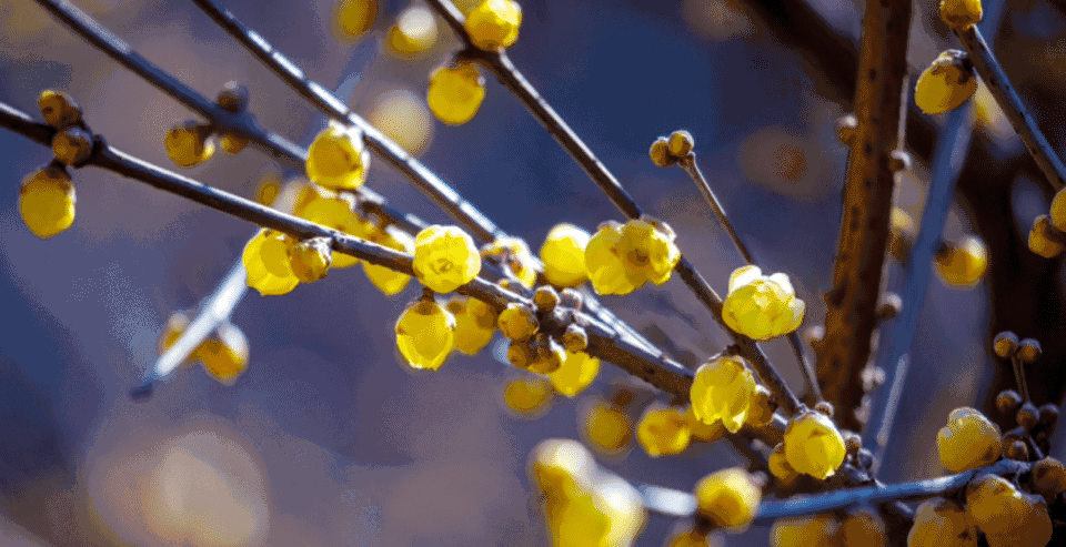 12月11日最佳情报|千佛山蜡梅金灿灿，临沂云蒙湖风光旖旎