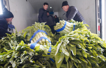 多种措施应对寒潮，山东沂南全力保障蔬菜供应