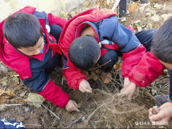 广平镇双庙魏小学开展收洋姜劳动实践