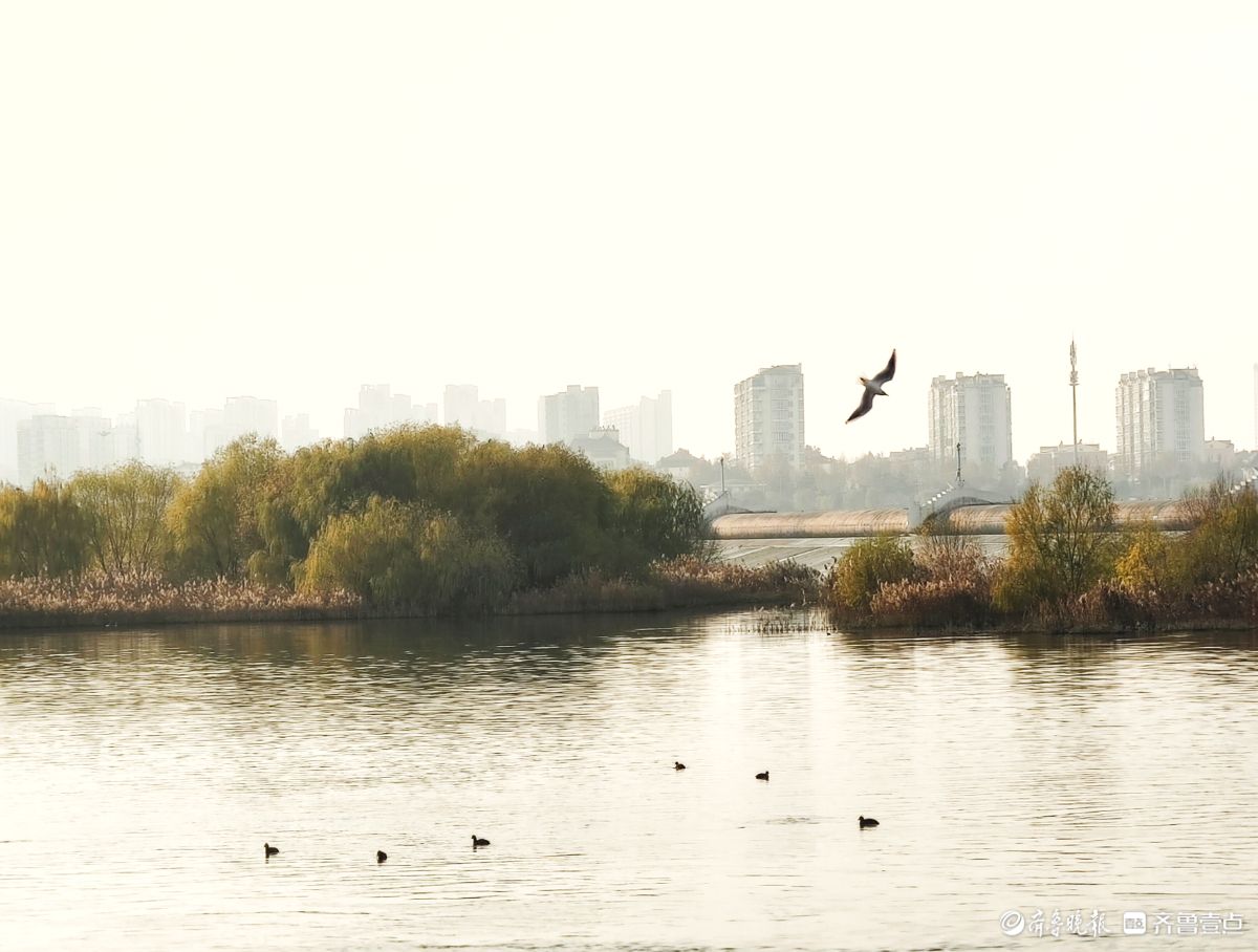 沂河环境好生态美，水鸟天上飞水中游