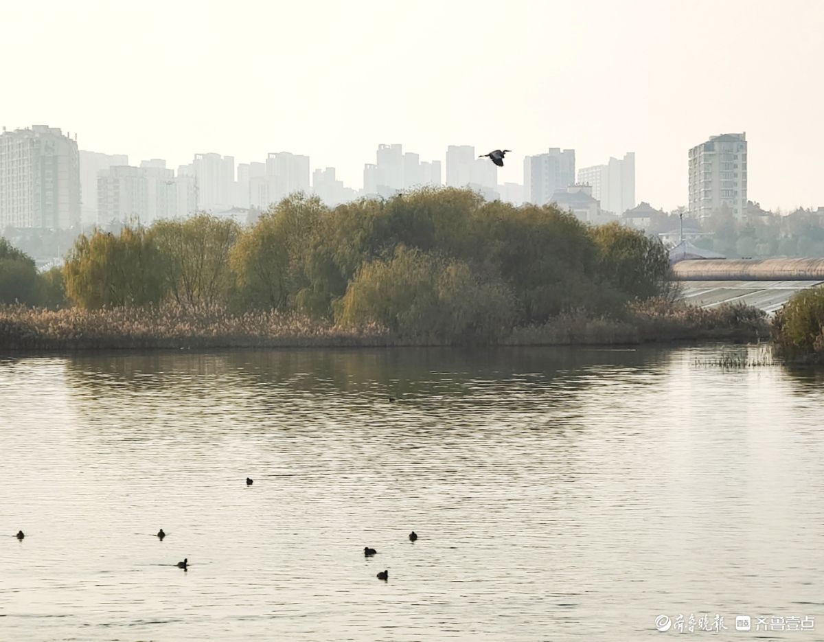 沂河环境好生态美，水鸟天上飞水中游