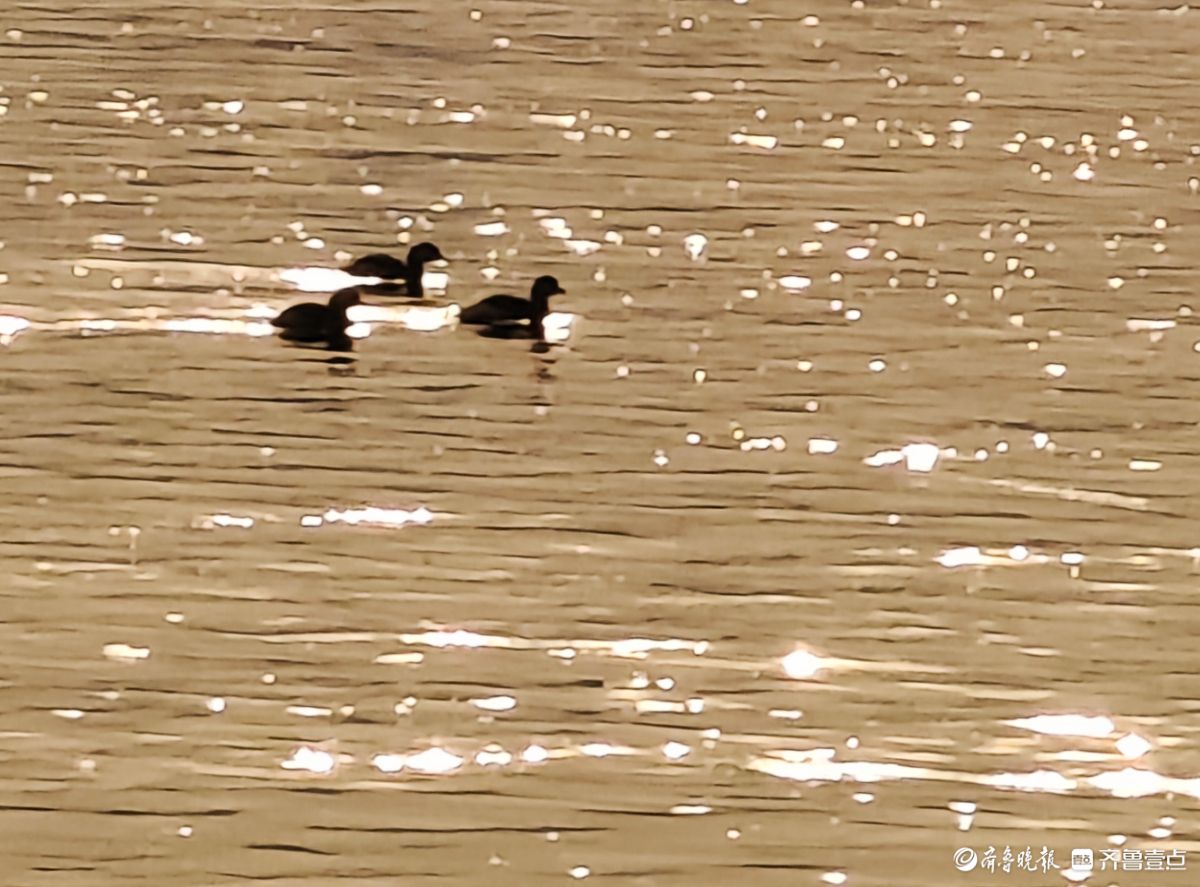 沂河环境好生态美，水鸟天上飞水中游