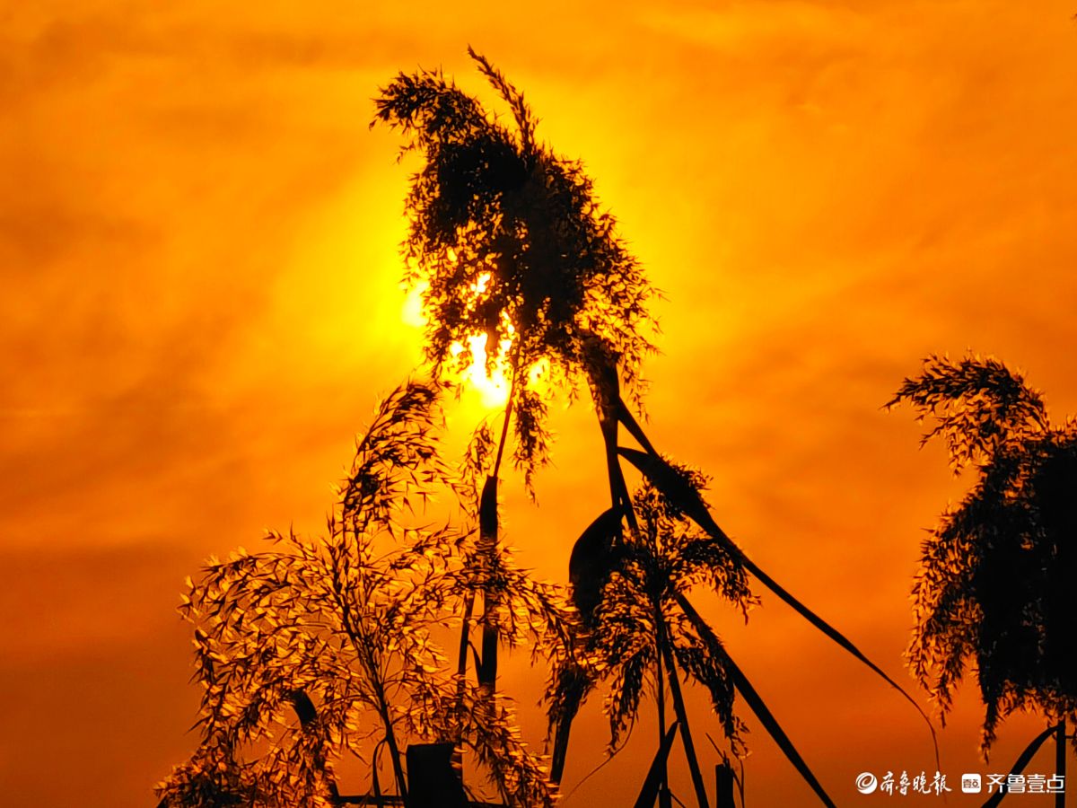 夕阳西下映晚霞，冬日芦苇添美景