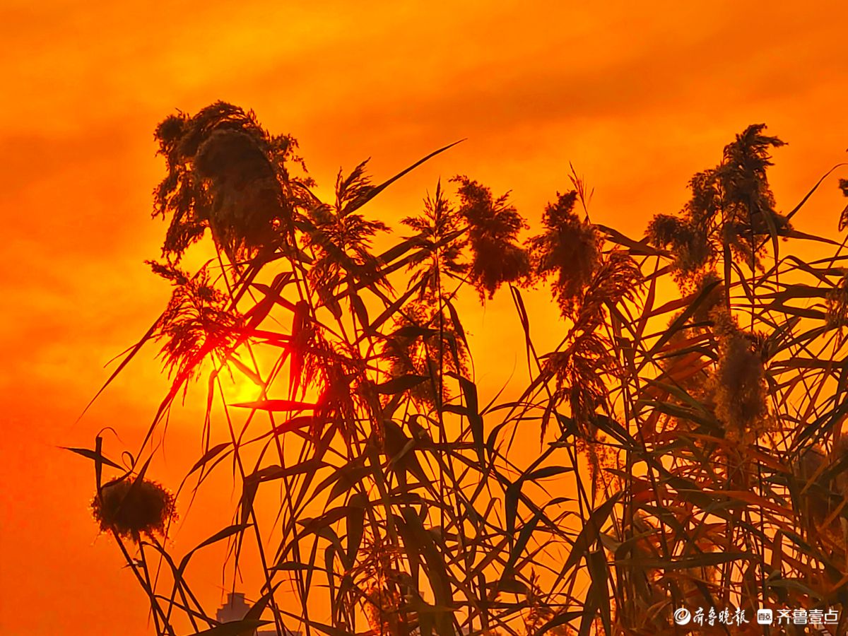 夕阳西下映晚霞，冬日芦苇添美景