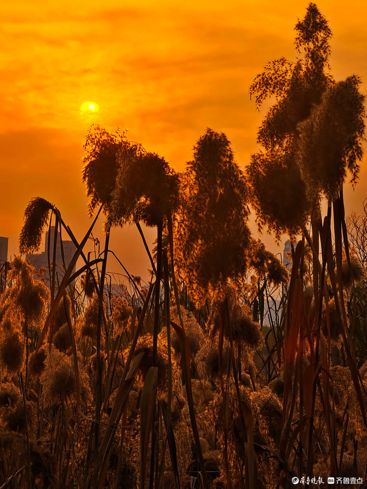 夕阳西下映晚霞，冬日芦苇添美景