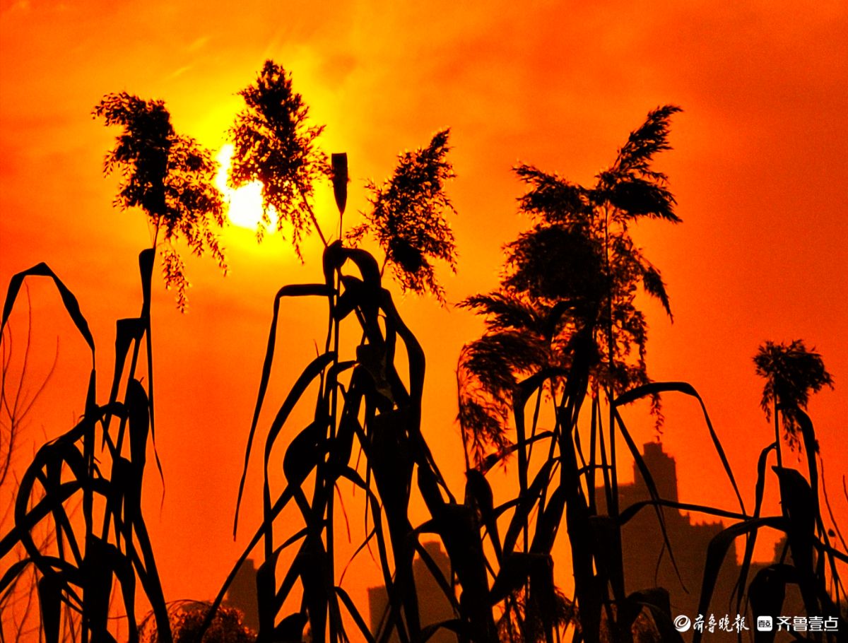 夕阳西下映晚霞，冬日芦苇添美景
