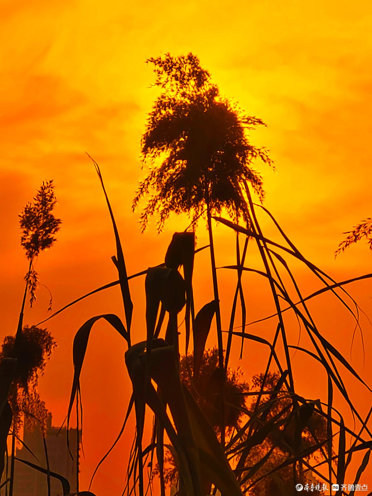 夕阳西下映晚霞，冬日芦苇添美景