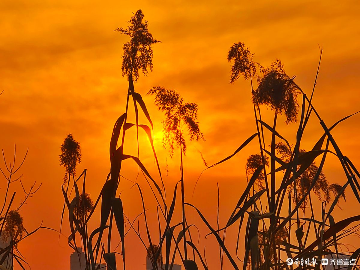 夕阳西下映晚霞，冬日芦苇添美景