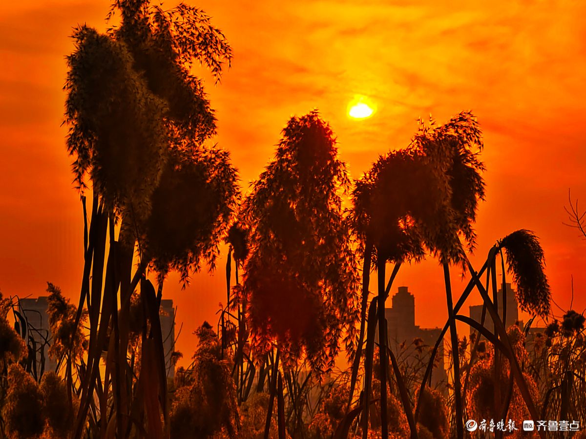 夕阳西下映晚霞，冬日芦苇添美景