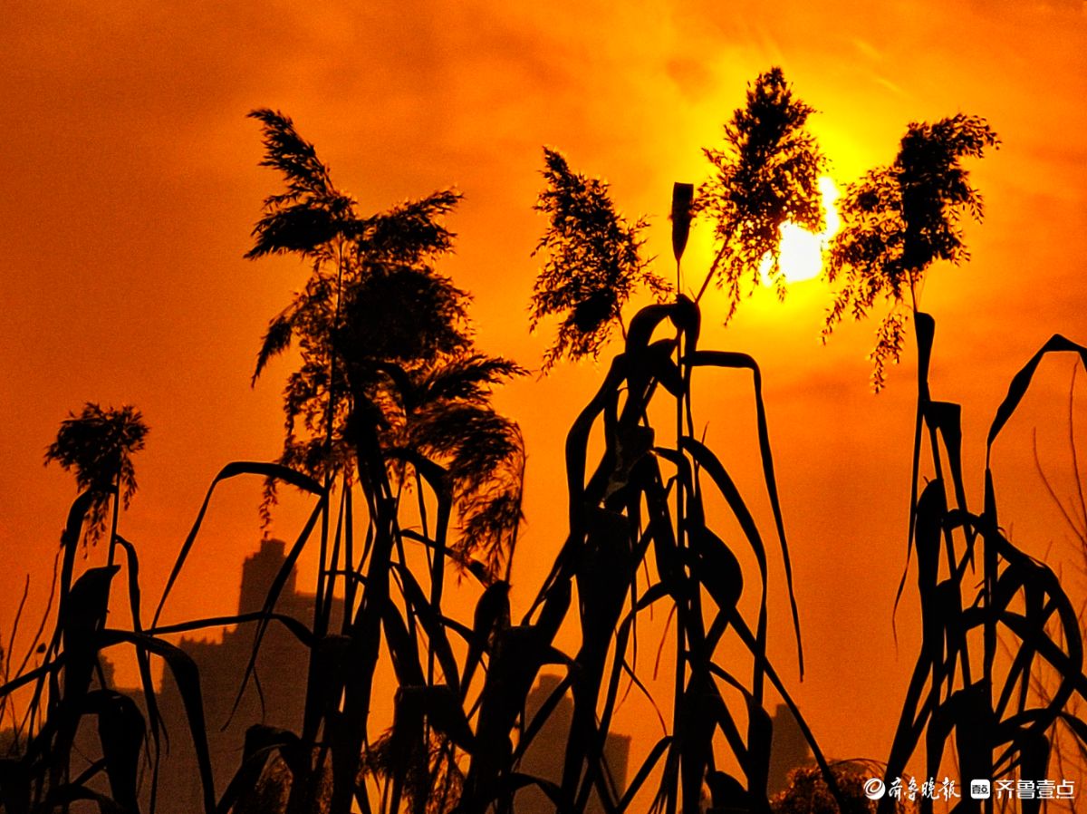 夕阳西下映晚霞，冬日芦苇添美景