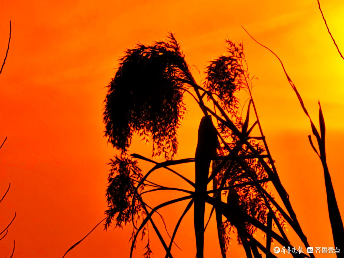 夕阳西下映晚霞，冬日芦苇添美景