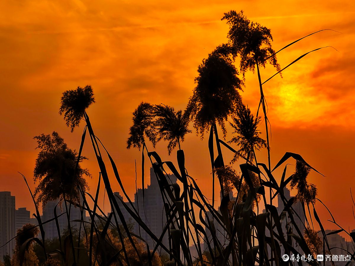夕阳西下映晚霞，冬日芦苇添美景