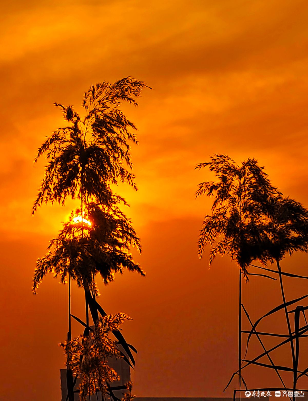 夕阳西下映晚霞，冬日芦苇添美景