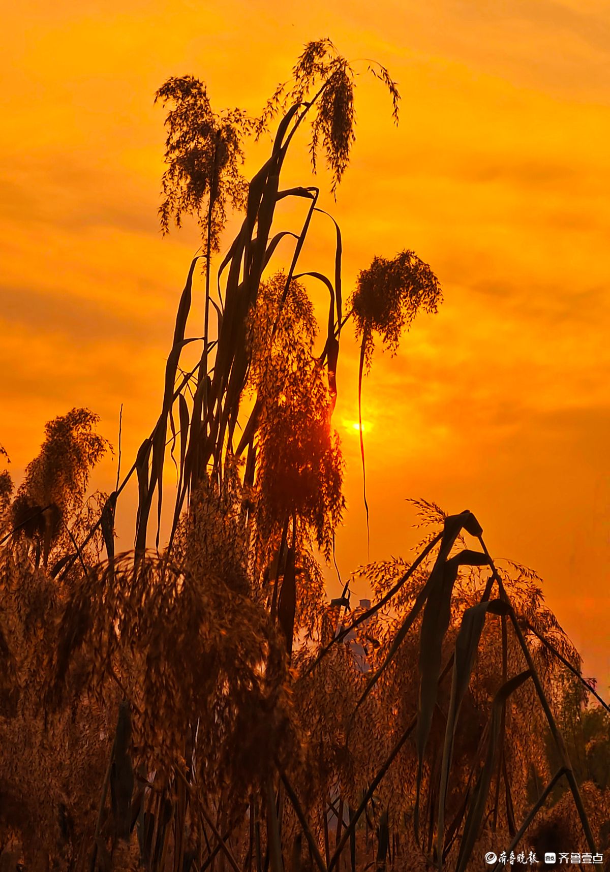 夕阳西下映晚霞，冬日芦苇添美景