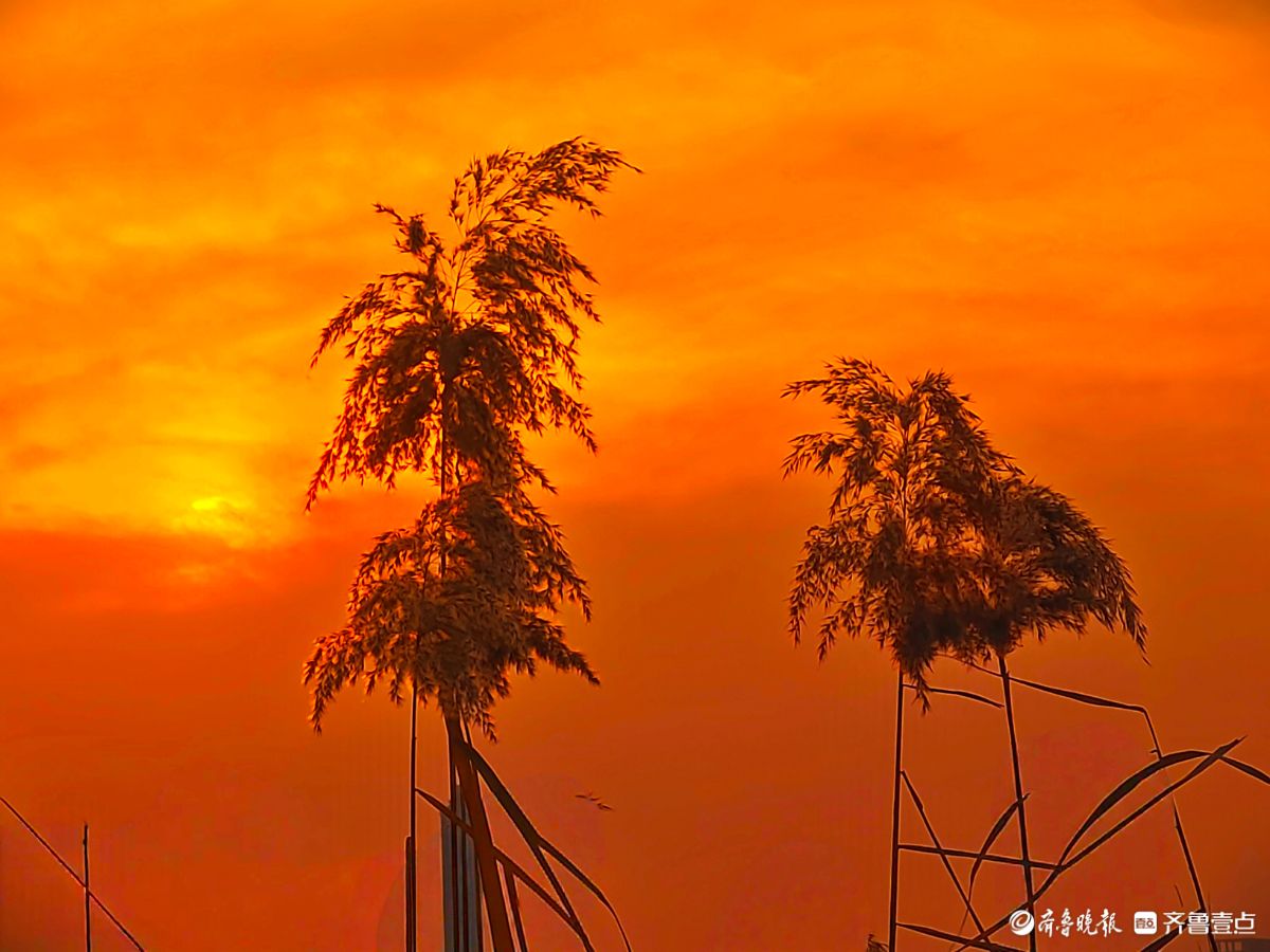 夕阳西下映晚霞，冬日芦苇添美景