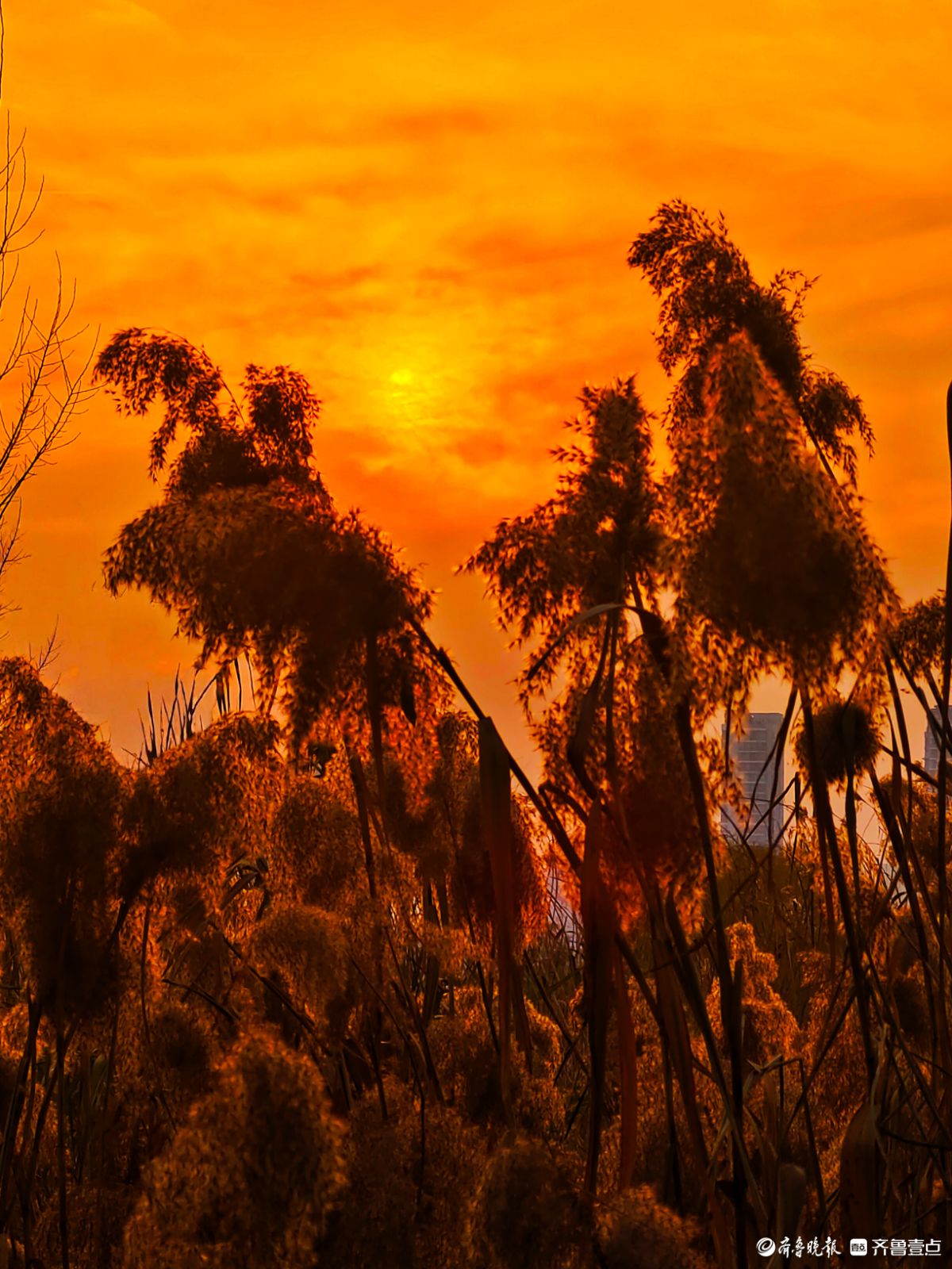 夕阳西下映晚霞，冬日芦苇添美景