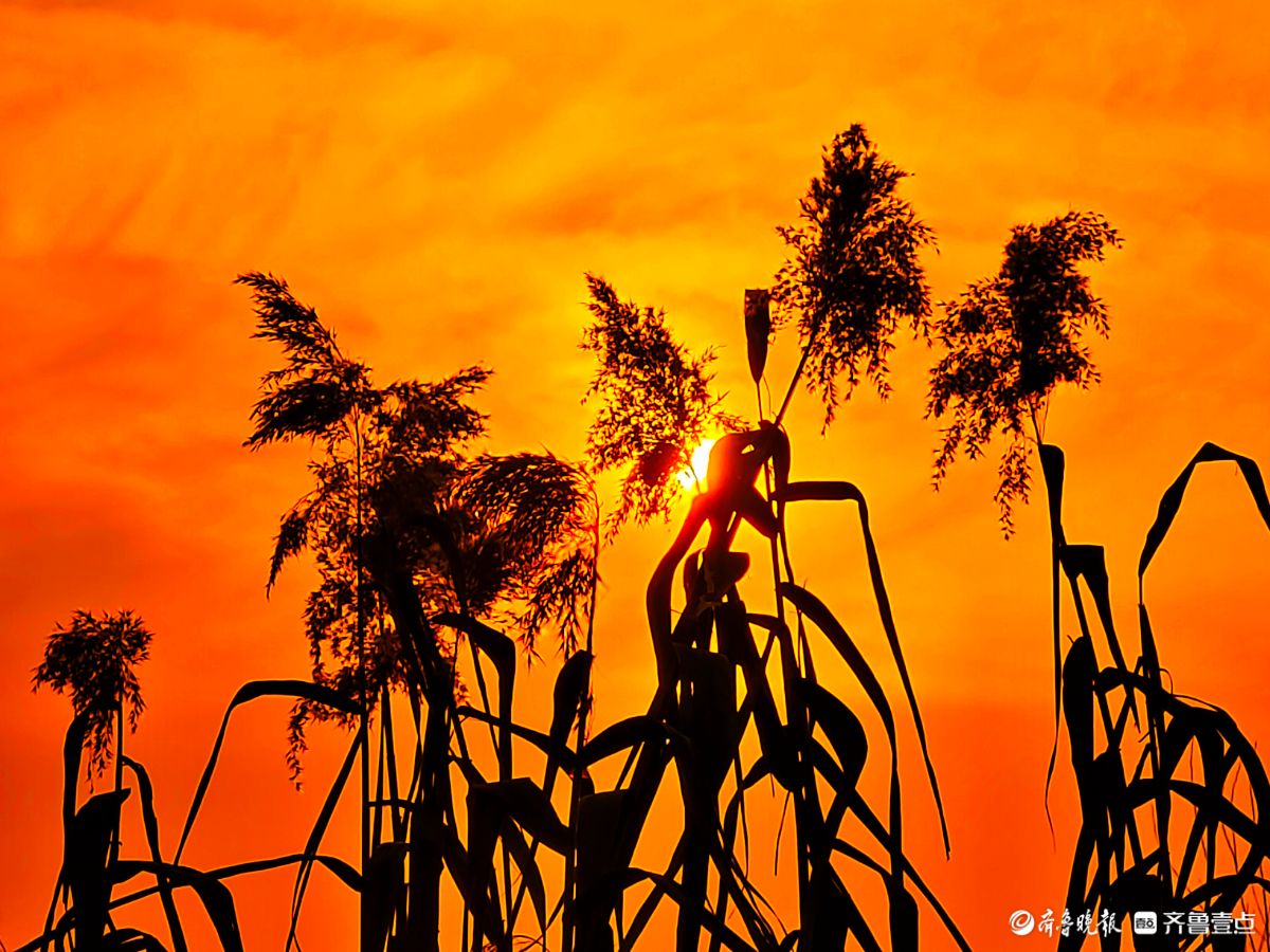 夕阳西下映晚霞，冬日芦苇添美景