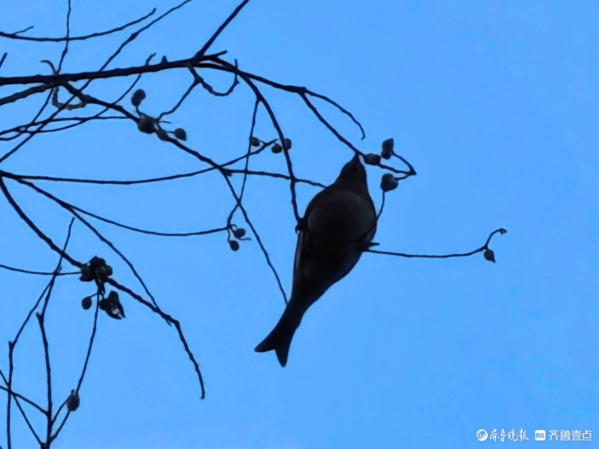 冬日乌桕树上鸟儿，自由自在地觅果实