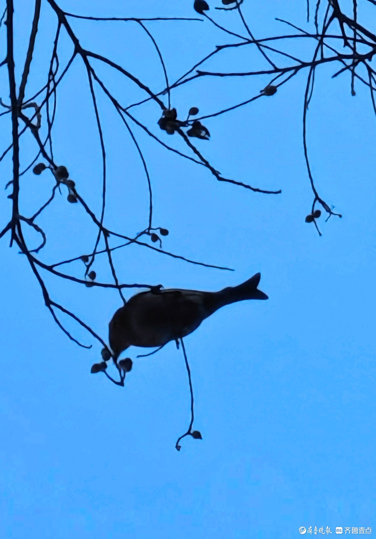 冬日乌桕树上鸟儿，自由自在地觅果实