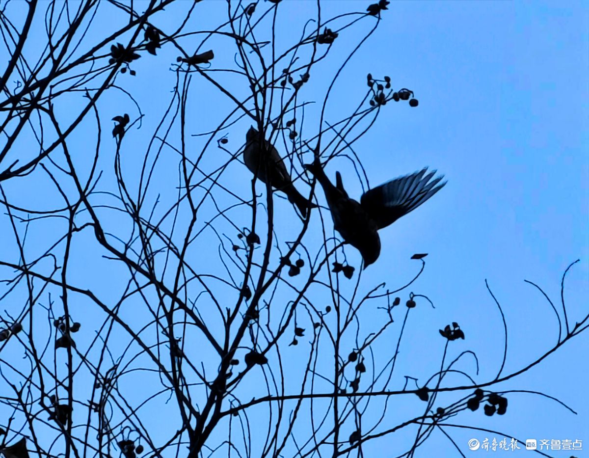 冬日乌桕树上鸟儿，自由自在地觅果实