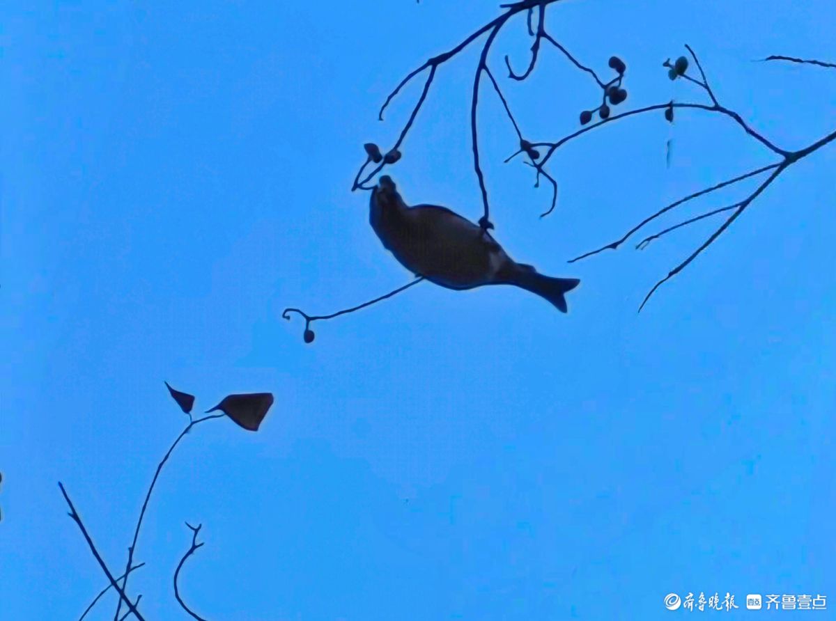 冬日乌桕树上鸟儿，自由自在地觅果实