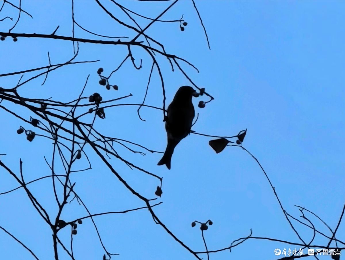 冬日乌桕树上鸟儿，自由自在地觅果实