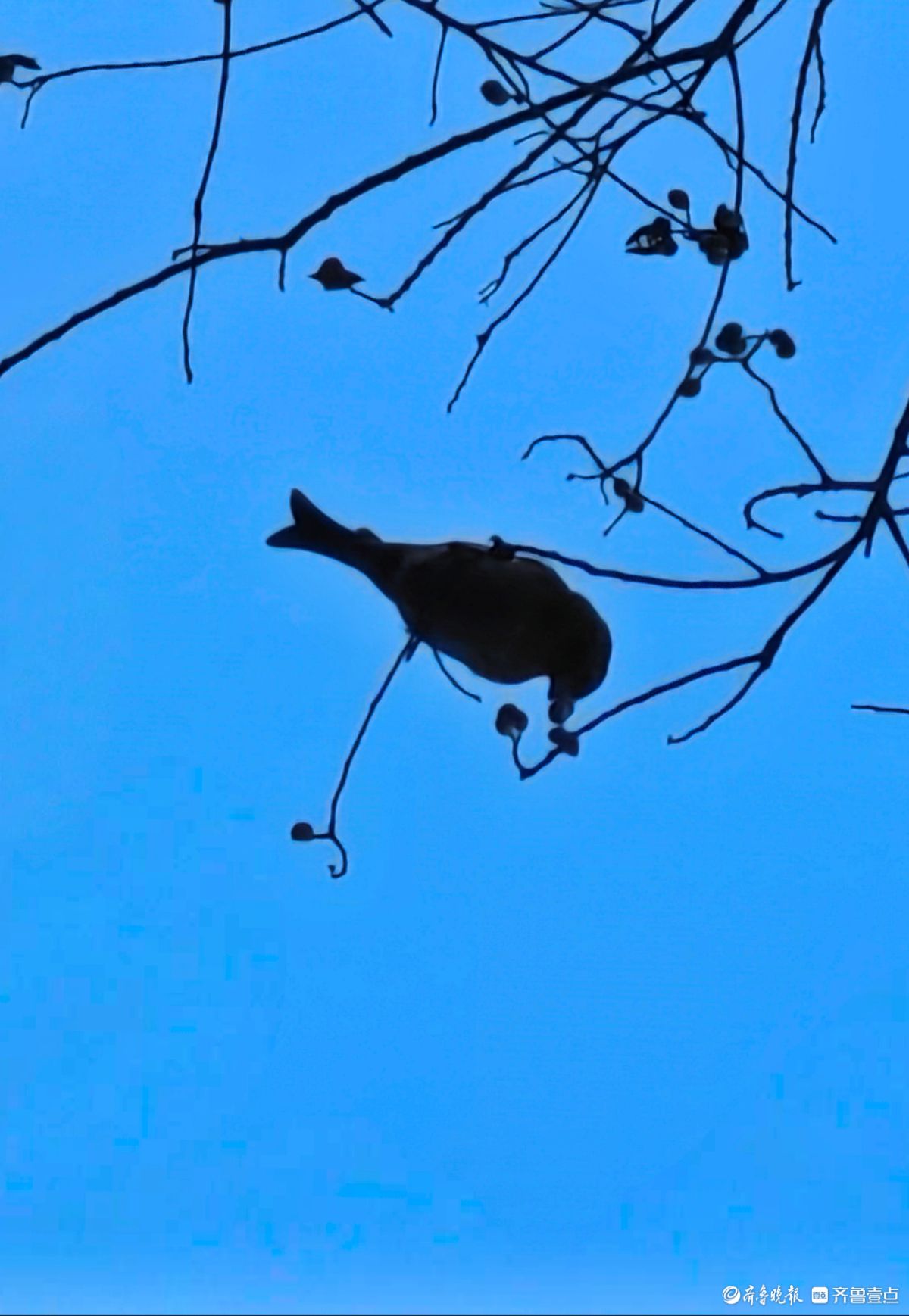 冬日乌桕树上鸟儿，自由自在地觅果实