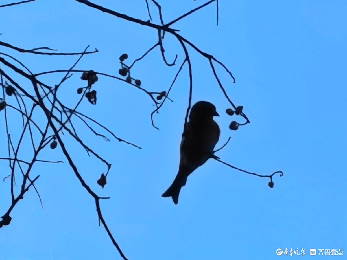 冬日乌桕树上鸟儿，自由自在地觅果实