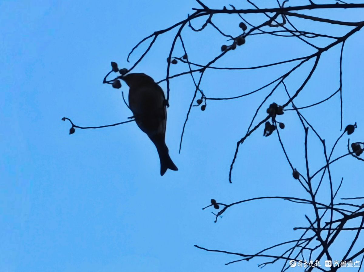 冬日乌桕树上鸟儿，自由自在地觅果实