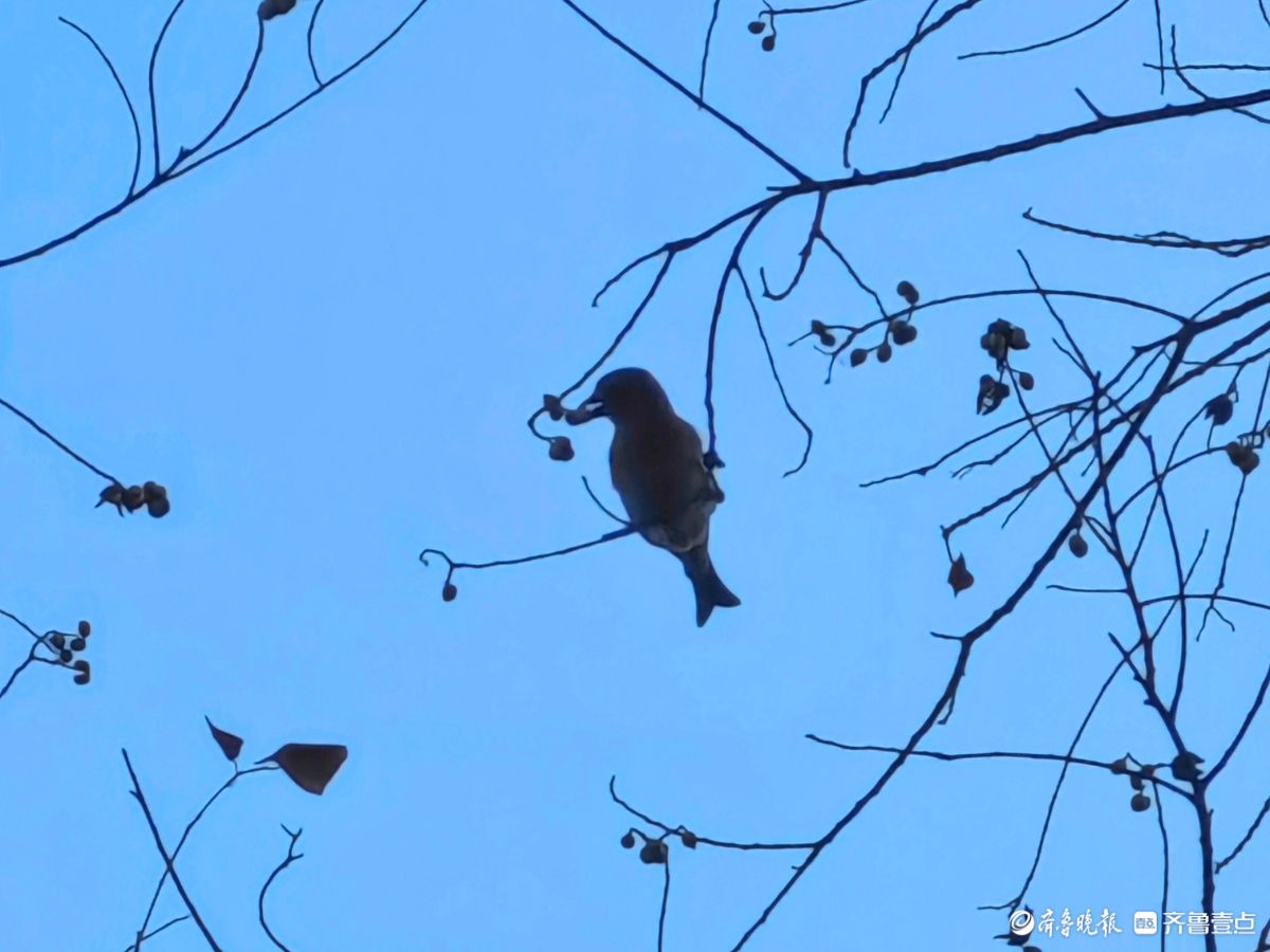 冬日乌桕树上鸟儿，自由自在地觅果实