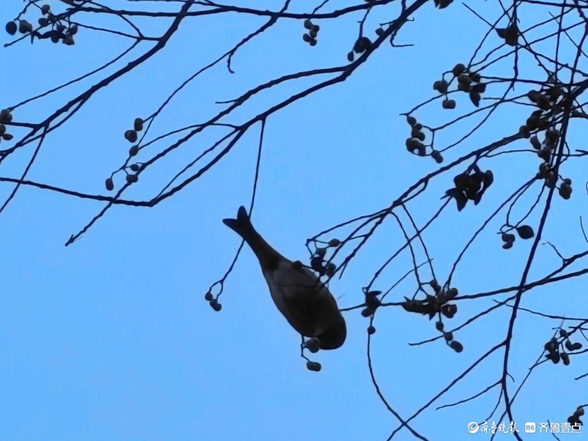 冬日乌桕树上鸟儿，自由自在地觅果实