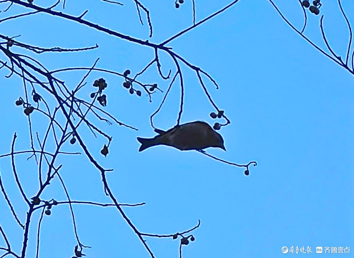 冬日乌桕树上鸟儿，自由自在地觅果实