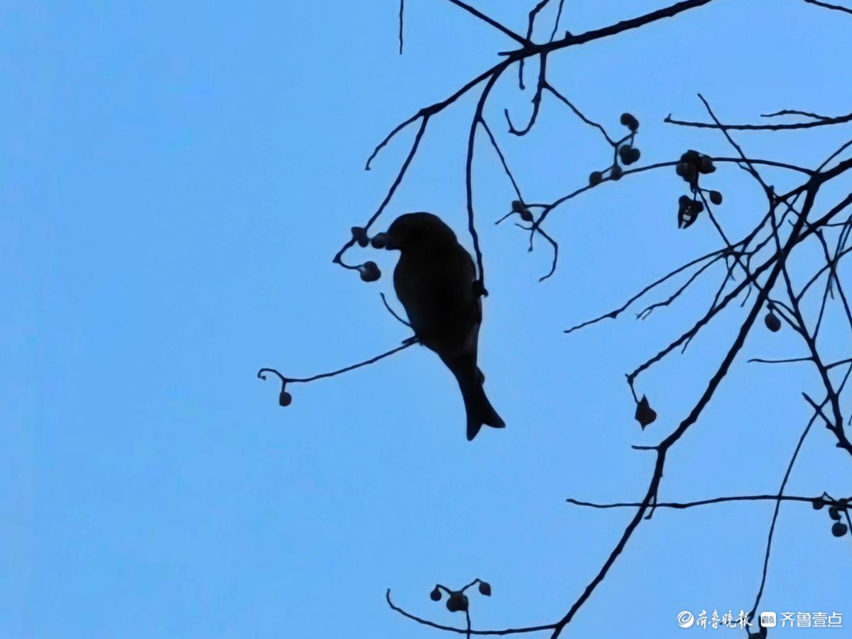 冬日乌桕树上鸟儿，自由自在地觅果实