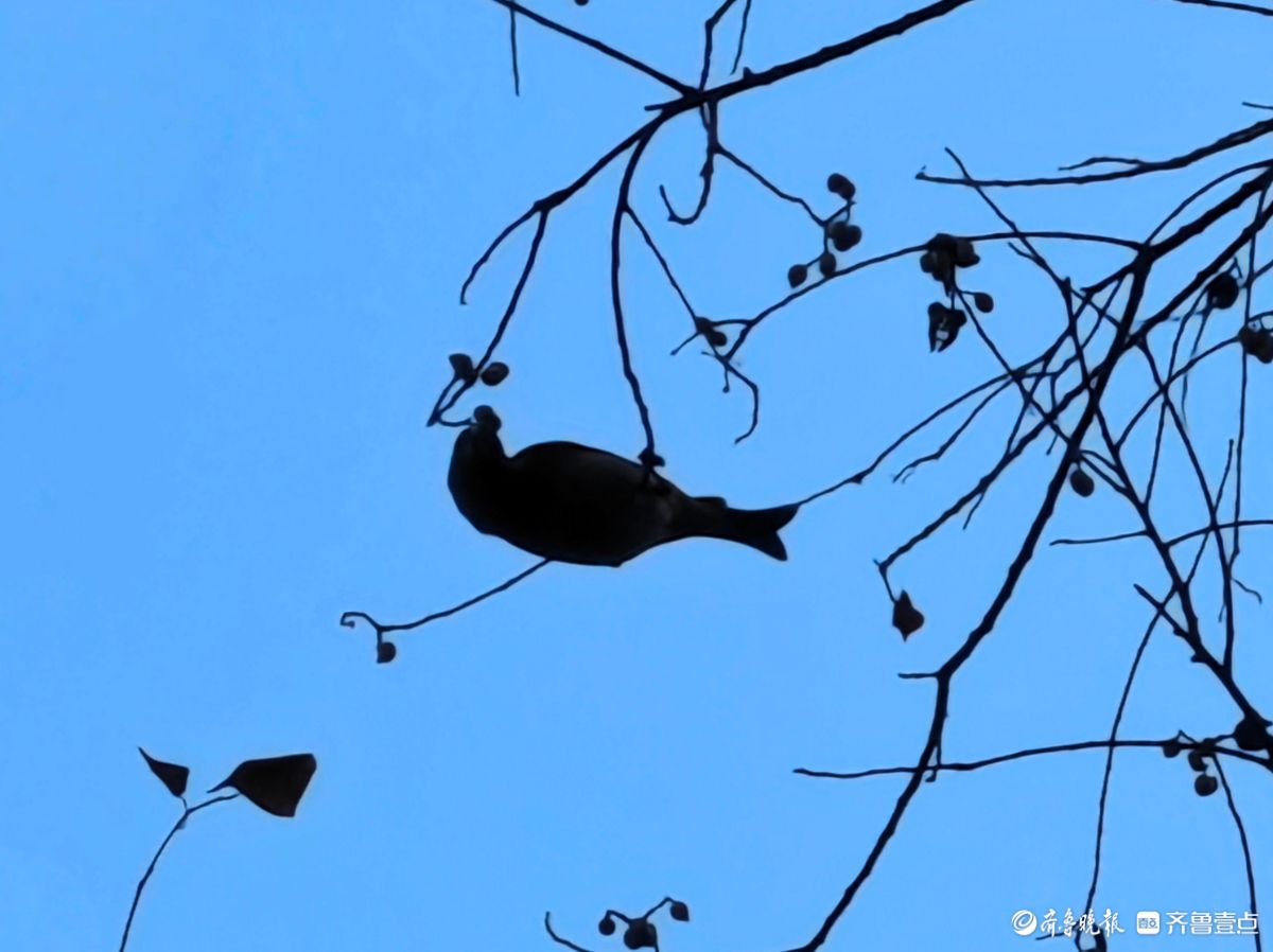 冬日乌桕树上鸟儿，自由自在地觅果实