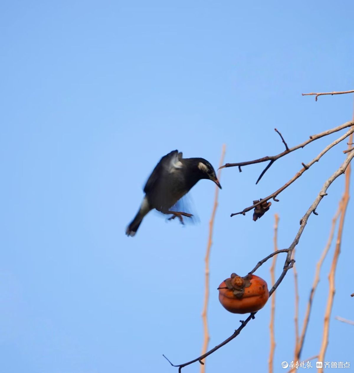 五龙潭柿树与灰椋鸟