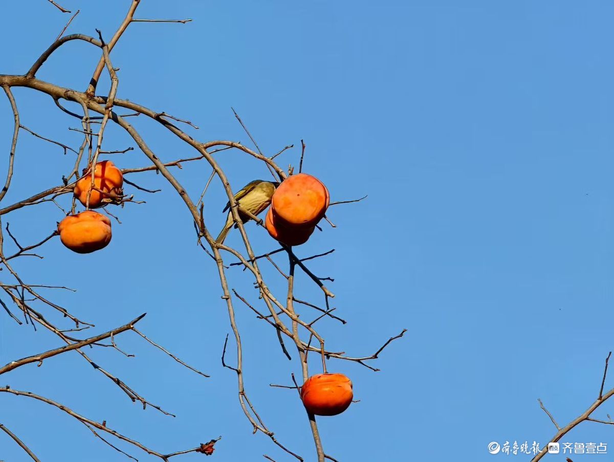 五龙潭柿树与灰椋鸟