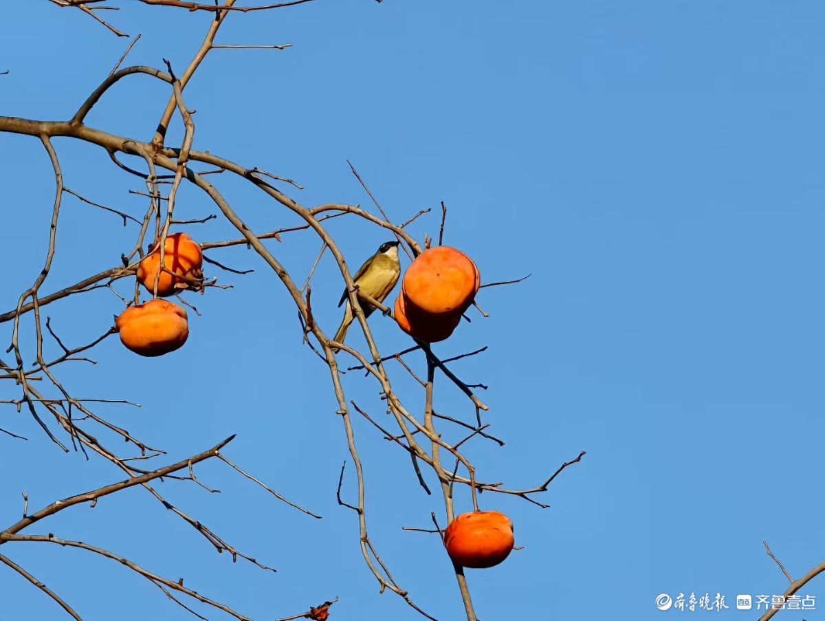 五龙潭柿树与灰椋鸟