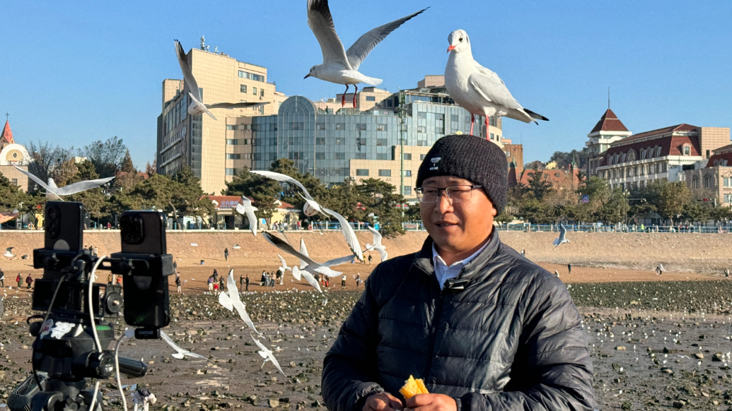 果然视频丨栈桥“鸥爸”和他的“亲儿子”，一天不见海鸥就想得慌