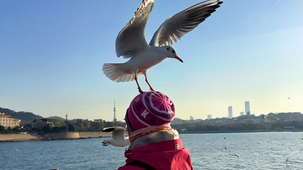果然视频丨喂海鸥上瘾！海鸥让青岛人收获满满情绪价值