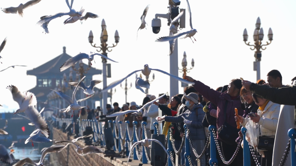果然视频丨“带着儿子一起，将挽留海鸥传承下去！”
