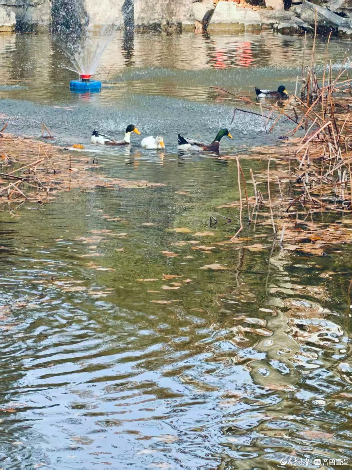 济南最老的公园——中山公园